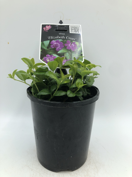 Vinca Minor Elizabeth Cran