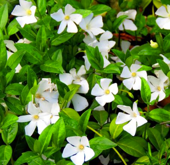 Vinca Minor Peri White