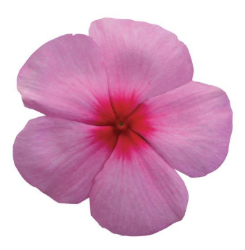 Vinca Titan Blush