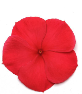 Vinca Titan Dark Red