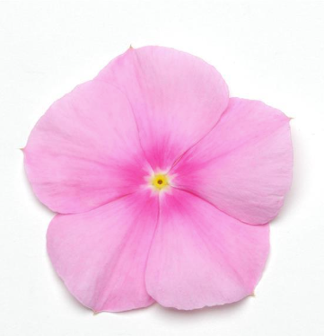 Vinca Titan Icy Pink