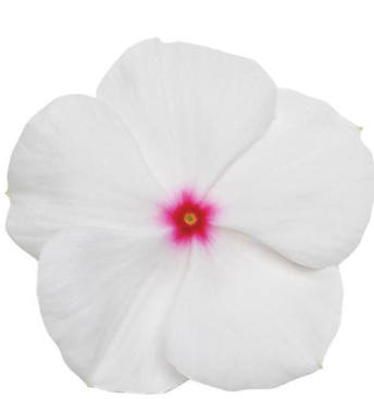 Vinca Titan Polka Dot