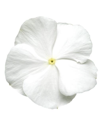 Vinca Titan Pure White
