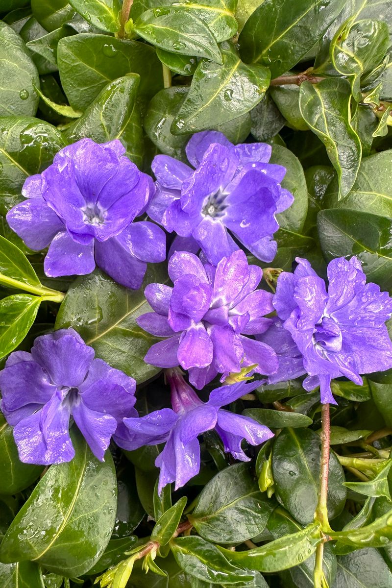 Vinca ‘Double Sapphire’