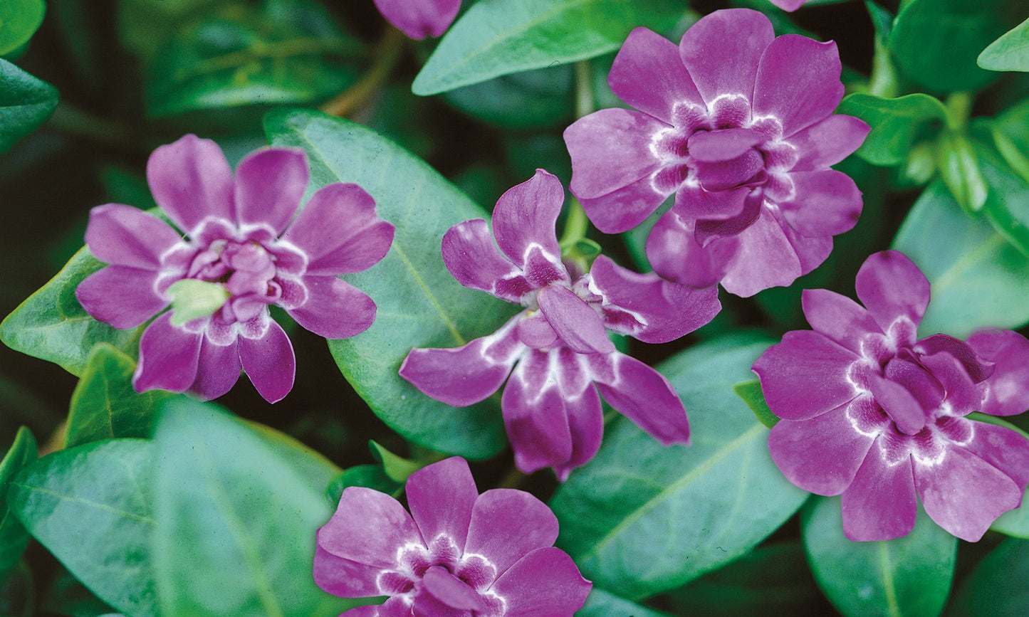 Vinca ‘Elizabeth Cran’