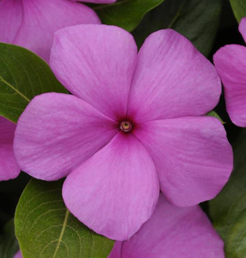 Vinca spp. Lilac
