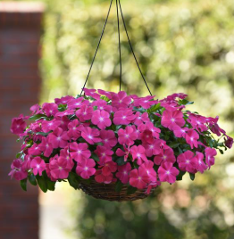 Vinca spp. Trailing Pink