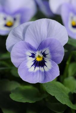 Viola Blue Marina