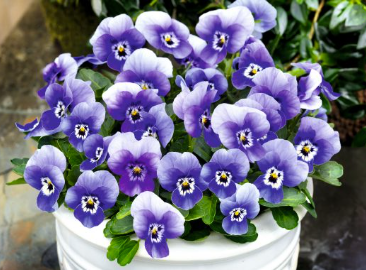 Viola Deep Marina