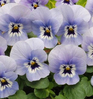 Viola Maxi Marina