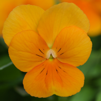 Viola Orange Surprise