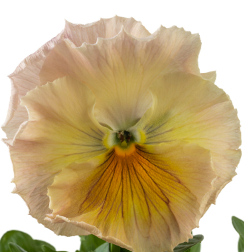 Viola Peach Surprise