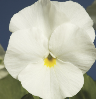 Viola Penny White