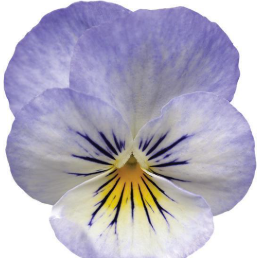 Viola Sorbet YTT