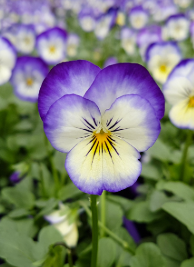 Viola Swirl