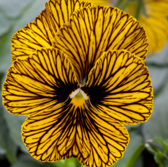 Viola Tiger Eye