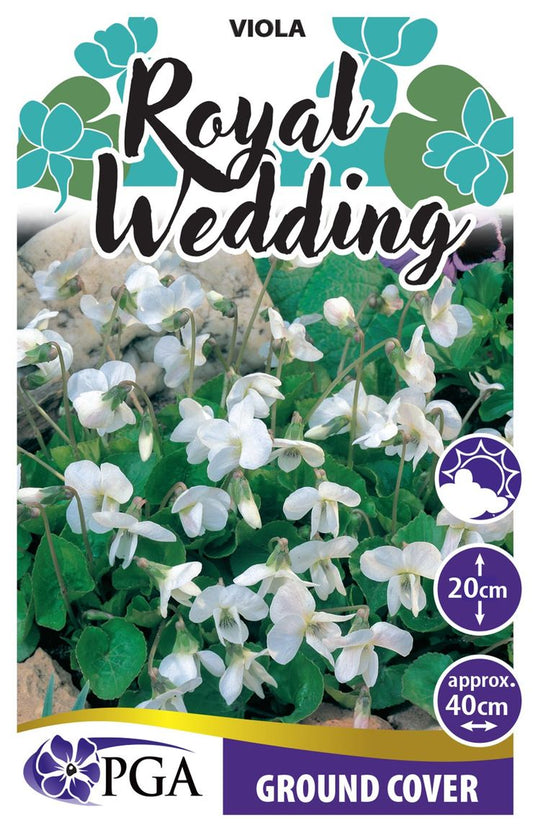 Viola ‘Royal Wedding’
