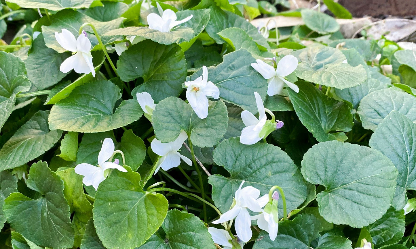 Viola ‘Royal Wedding’