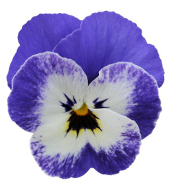 Viola spp. Delft Blue