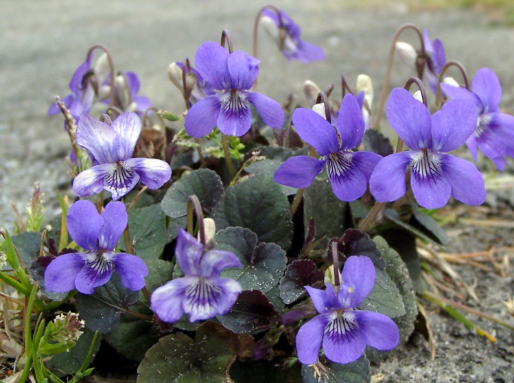 Viola labridorica