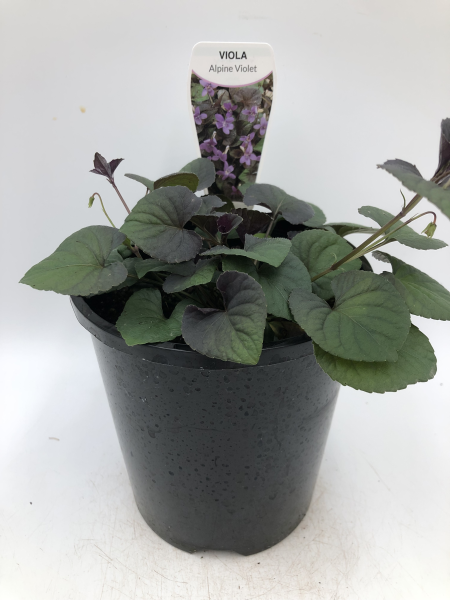 Viola labridorica
