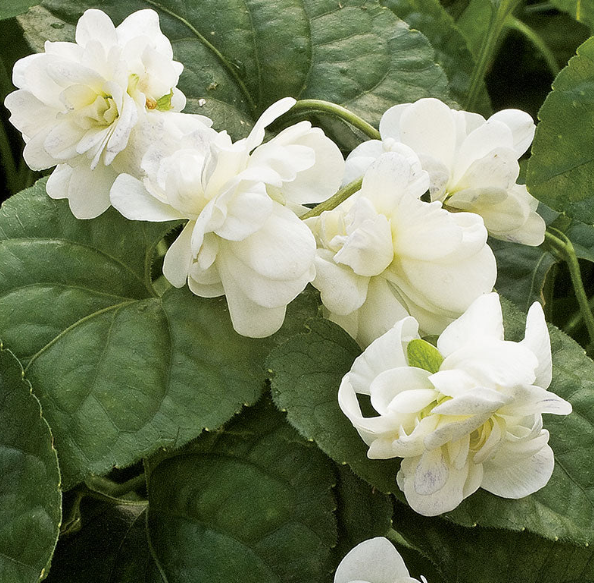 Viola odorata Conte di Brazza