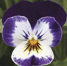 Viola spp. Mickey
