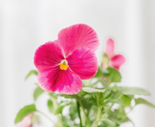 Viola spp. Pink