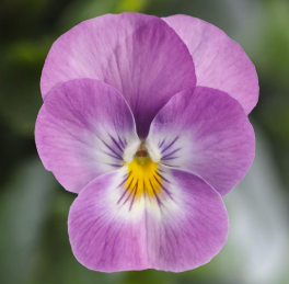 Viola spp. Pink Face