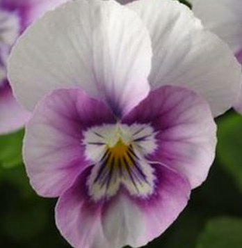Viola spp. Pink Halo