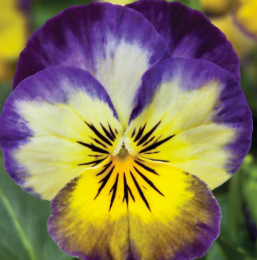 Viola spp. Primrose Picotee