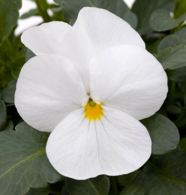Viola spp. White