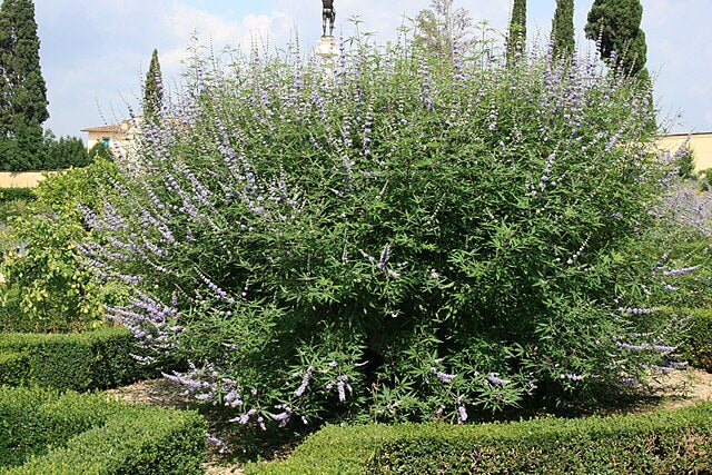 Vitex agnus-castus