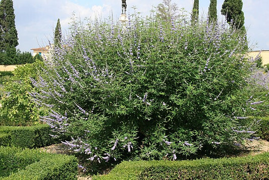 Vitex agnus-castus