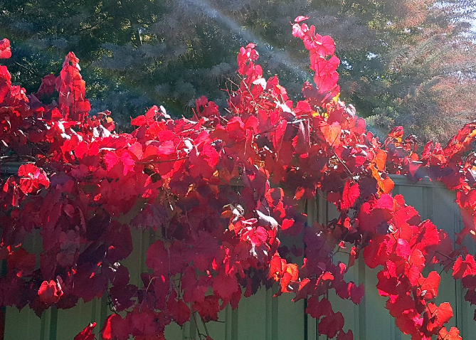 Vitis vinifera