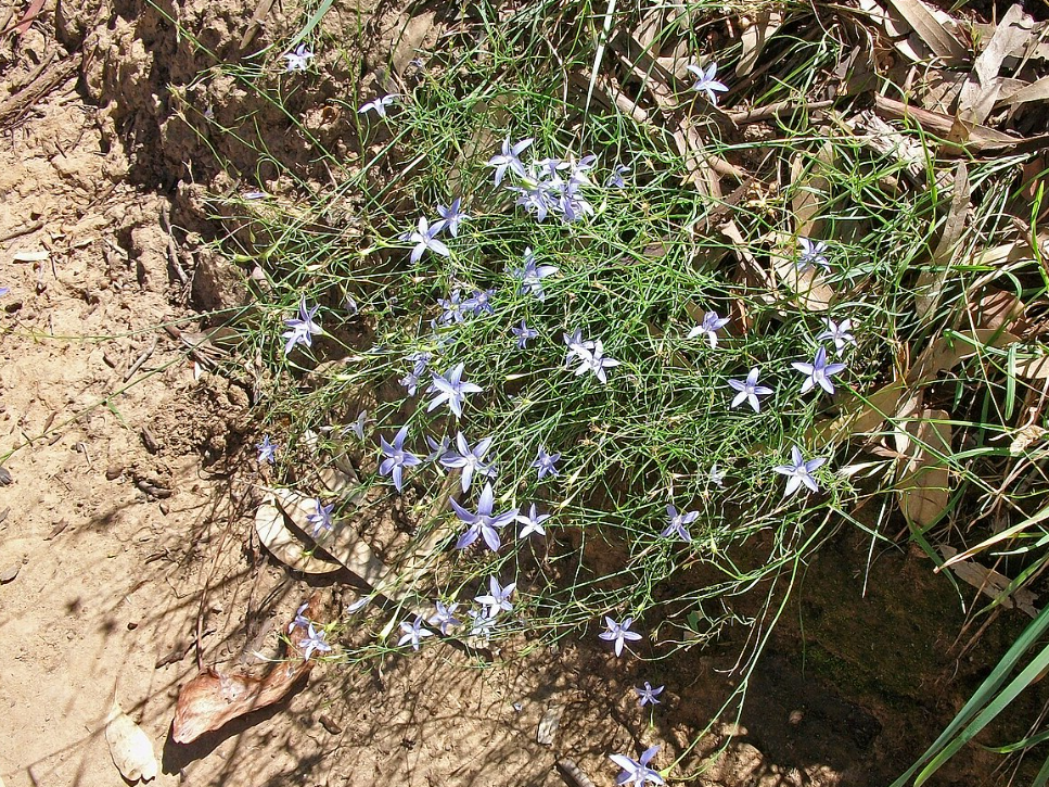 Wahlenbergia stricta