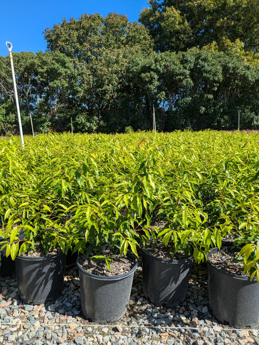 Waterhousia floribunda