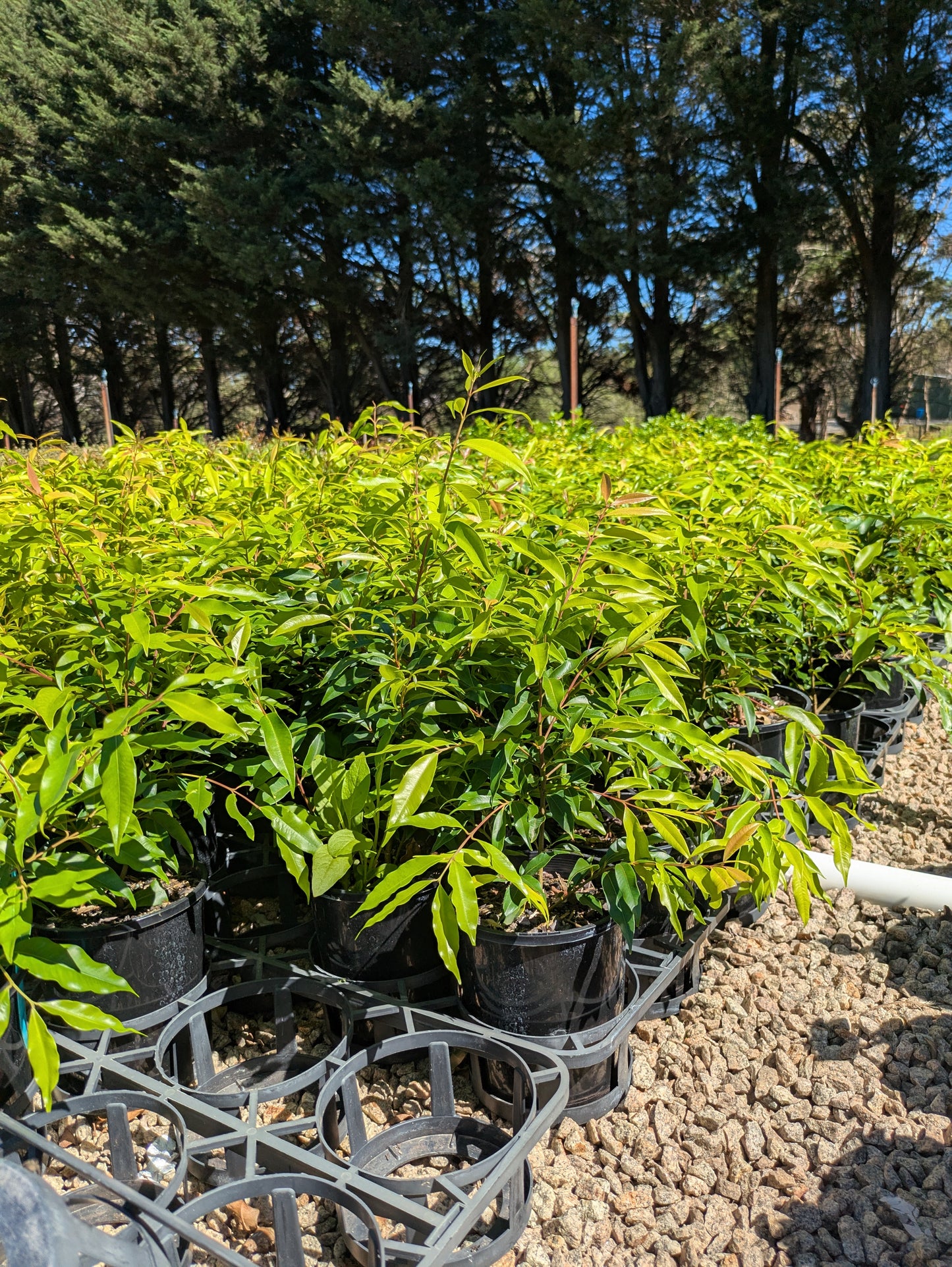 Waterhousia floribunda