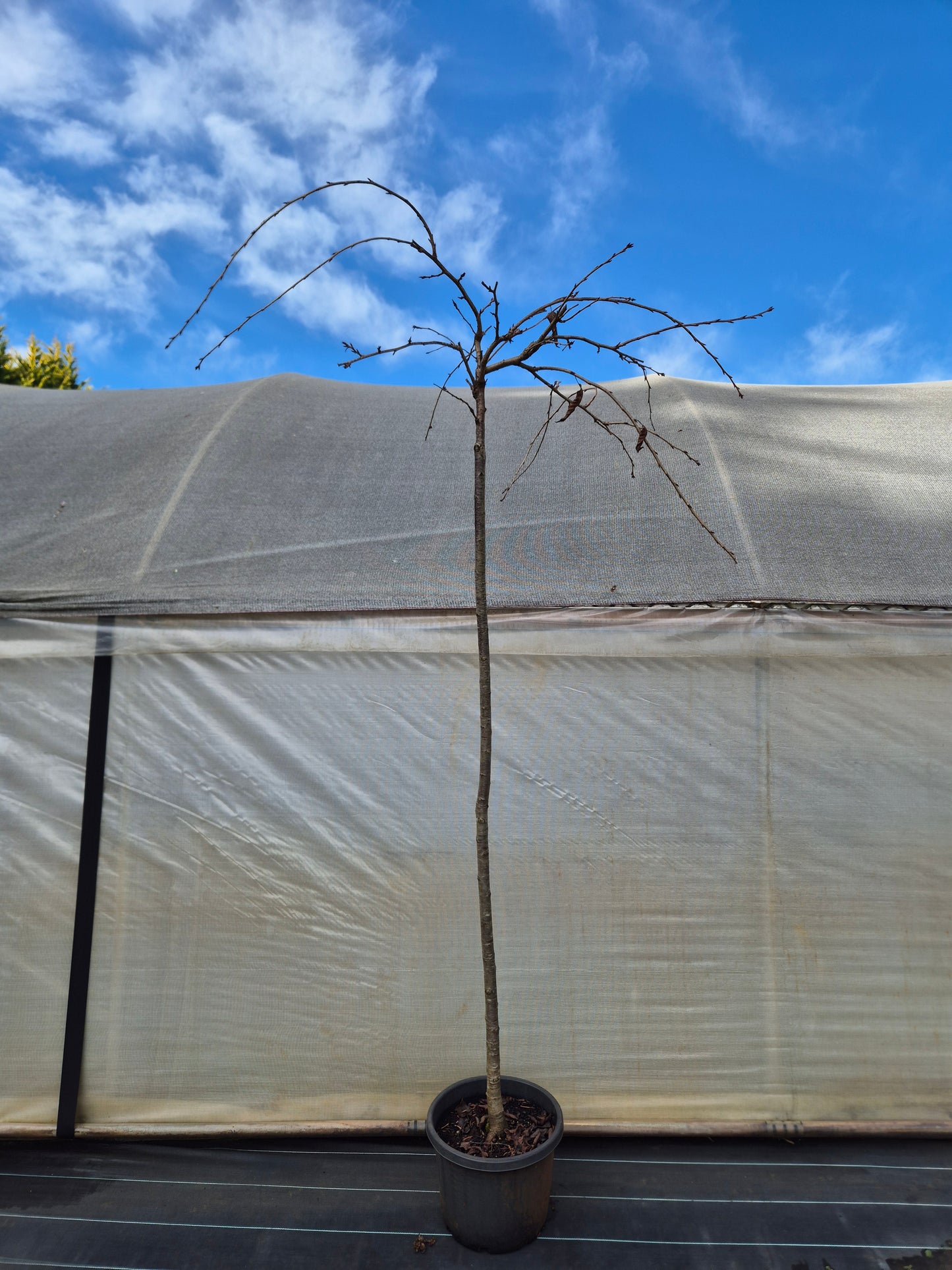 Prunus serrulata Cheals Double Pink Weeping Cherry Standards 1.8m