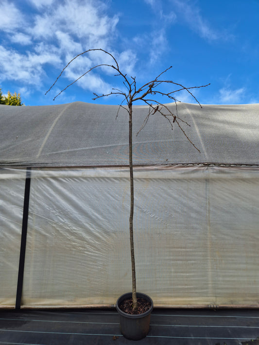 Prunus serrulata Cheals Double Pink Weeping Cherry Standards 1.8m