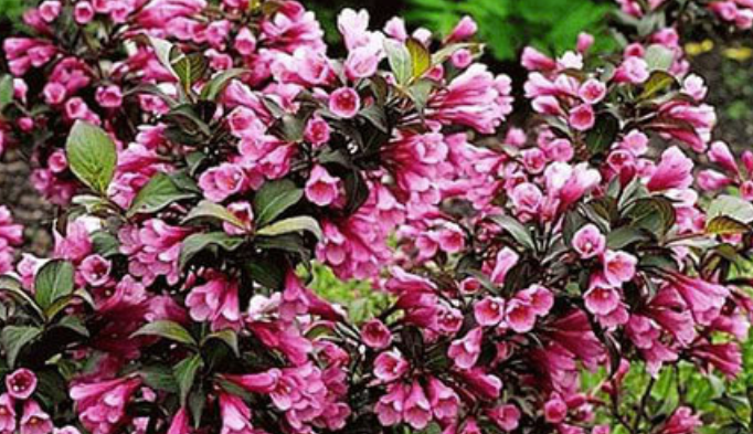 Weigela florida Purpurea
