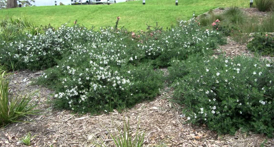 Westringia Bulli Coastal Creeper
