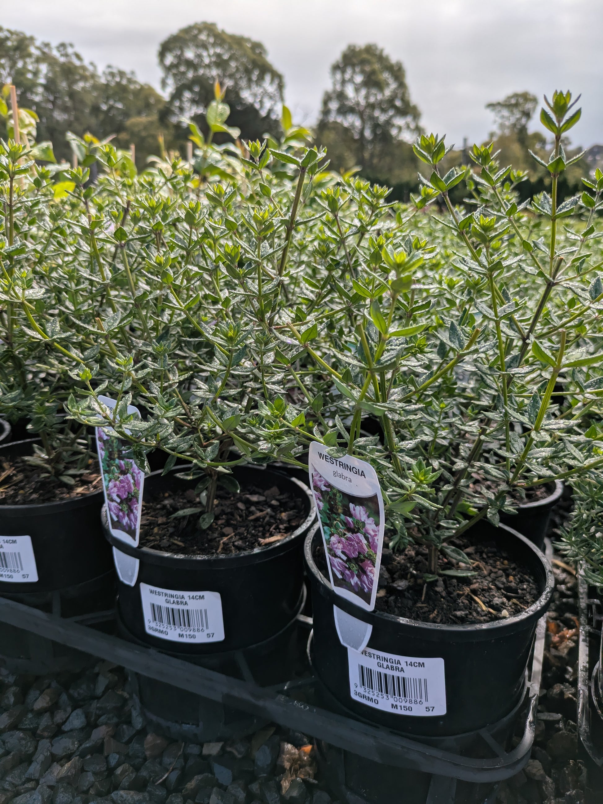 the plant broker