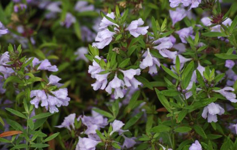 Westringia Glabra