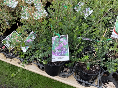 the plant broker