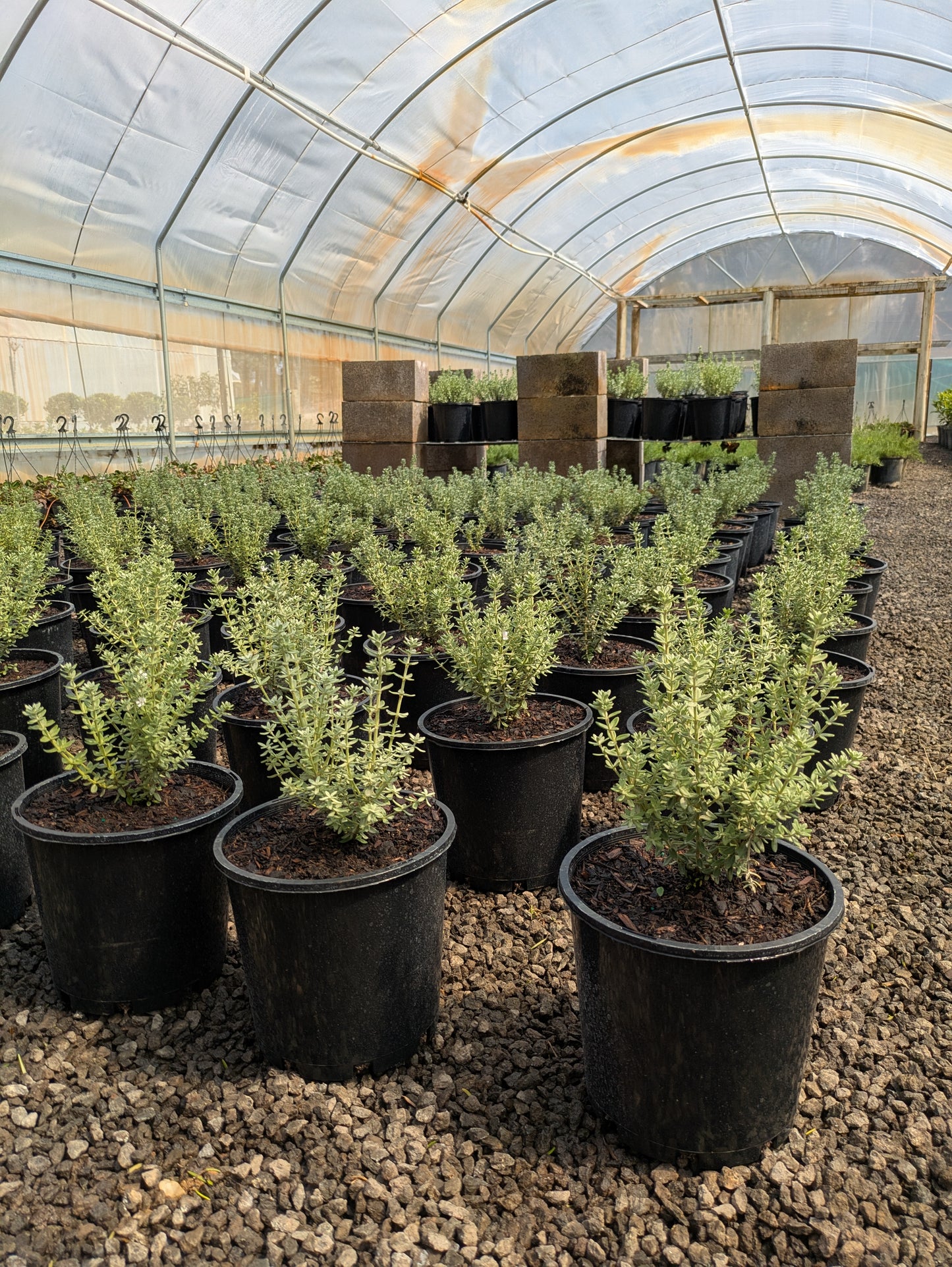 Westringia fruticosa (WES04) GREY BOX™
