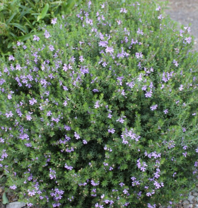 Westringia Mighty Bloom