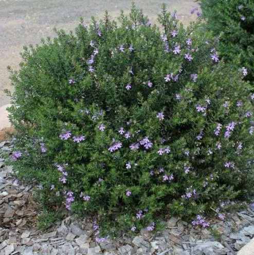 Westringia Wynyabbie Gem