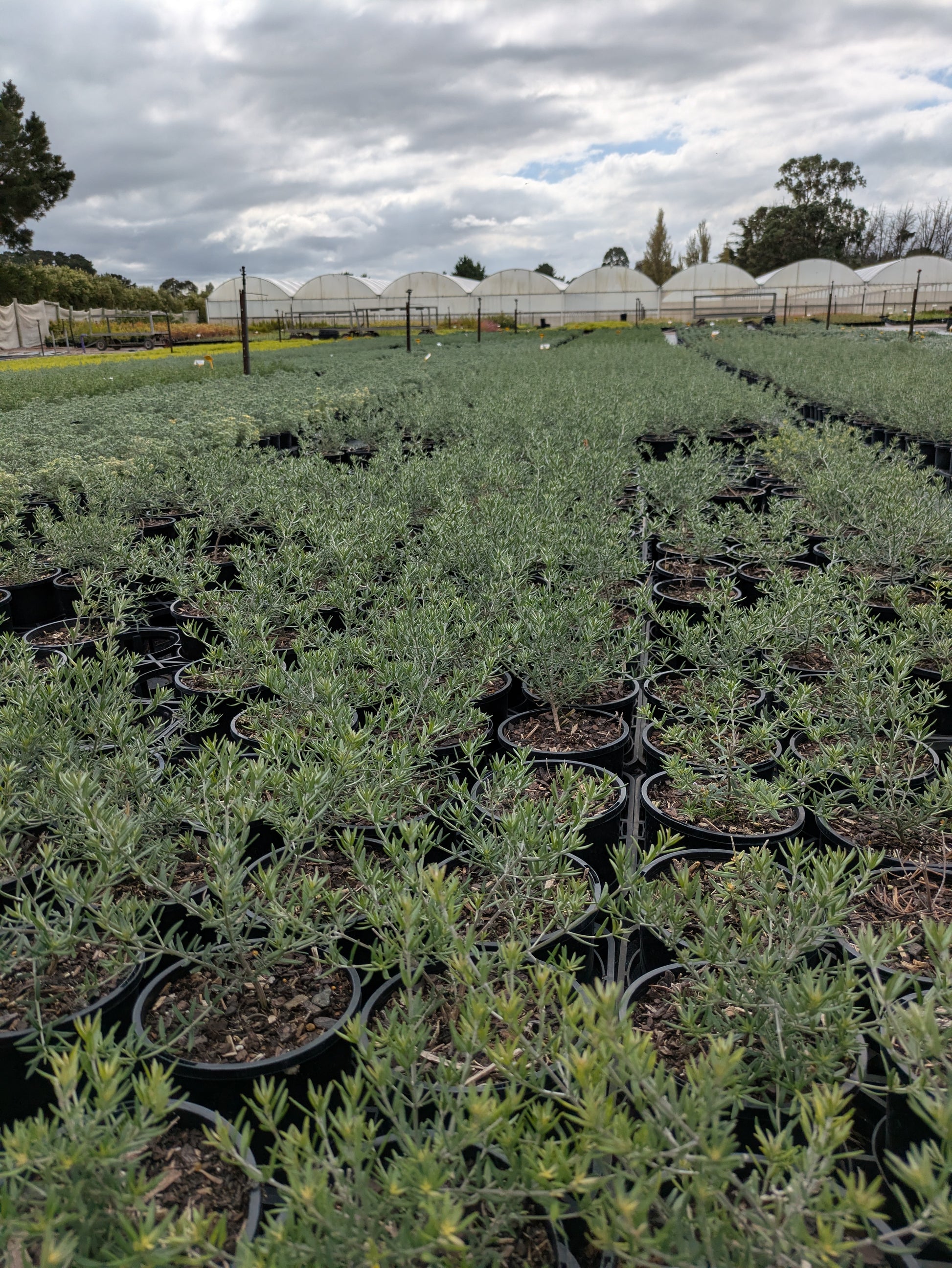 the plant broker