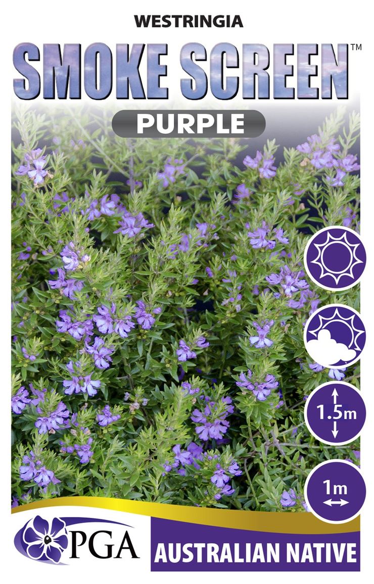 Westringia ‘SMOKE SCREEN™ Purple’